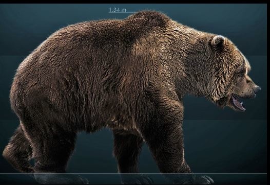 l'ours des cavernes